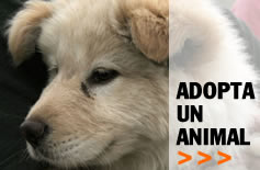 Buscador de animales adoptables - Diputación de Barcelona