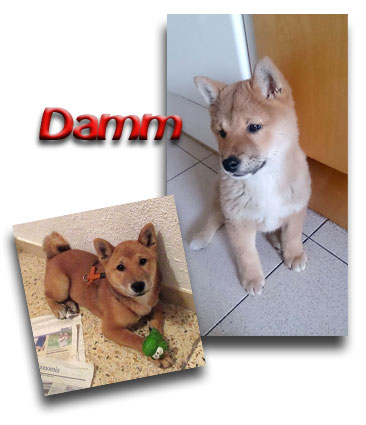Canguro de mascotas - Perros