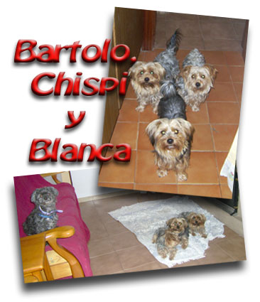 Canguro de mascotas - Perros