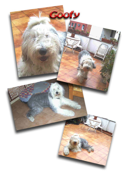 Canguro de mascotas - Perros