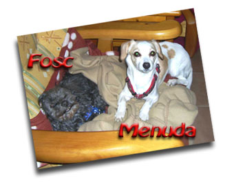 Canguro de mascotas - Perros