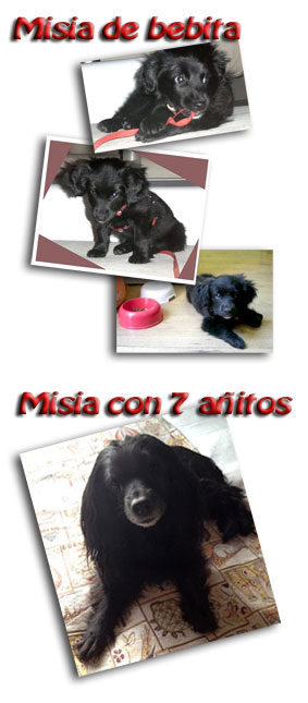 Canguro de mascotas - Perros