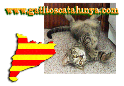 gatos_en_adopcion-www.gatitoscatalunya.com
